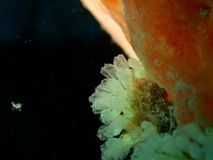 Pycnoclavella communis