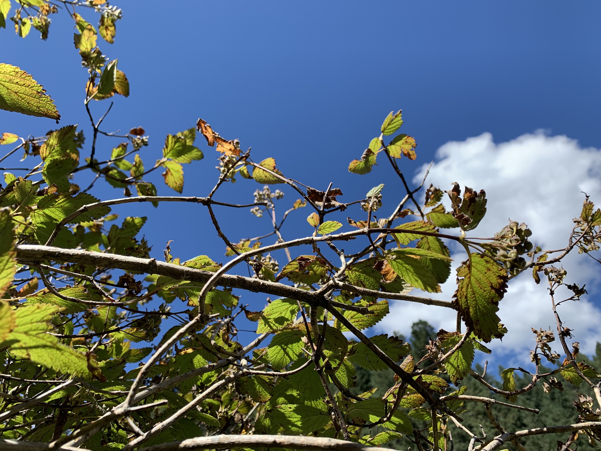 Jamesia americana var. americana