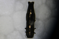 Agrilus langei