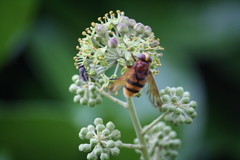 Volucella zonaria