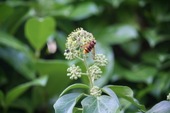 Volucella zonaria