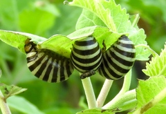 Leptinotarsa behrensi