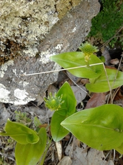 Malaxis novogaliciana