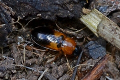 Stenolophus teutonus