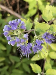 Caryopteris
