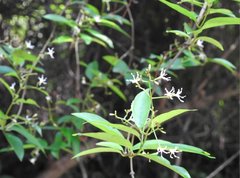 Ichnocarpus frutescens