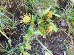 Cirsium parryi
