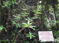 Ichnocarpus frutescens