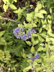 Caryopteris