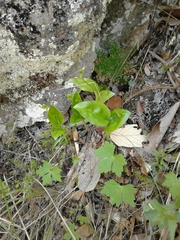 Malaxis novogaliciana