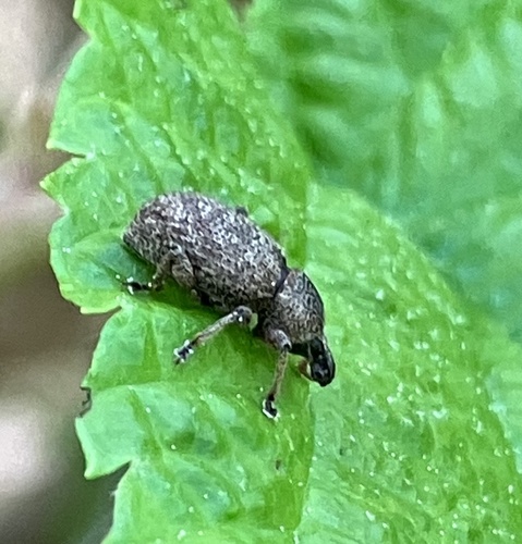Clay-coloured Weevil photo 3