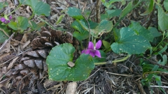Viola