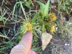 Cirsium parryi