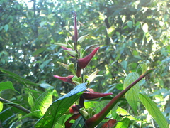 Heliconia virginalis