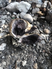 Scleroderma