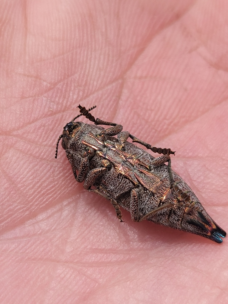 Flat-headed Poplar Borer