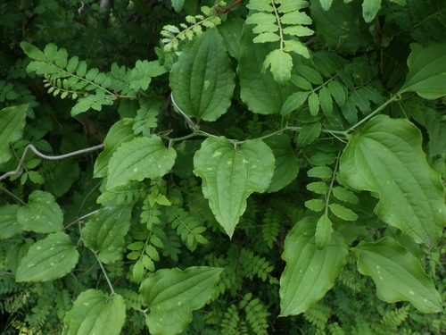 Smilax sieboldii iNat (3)