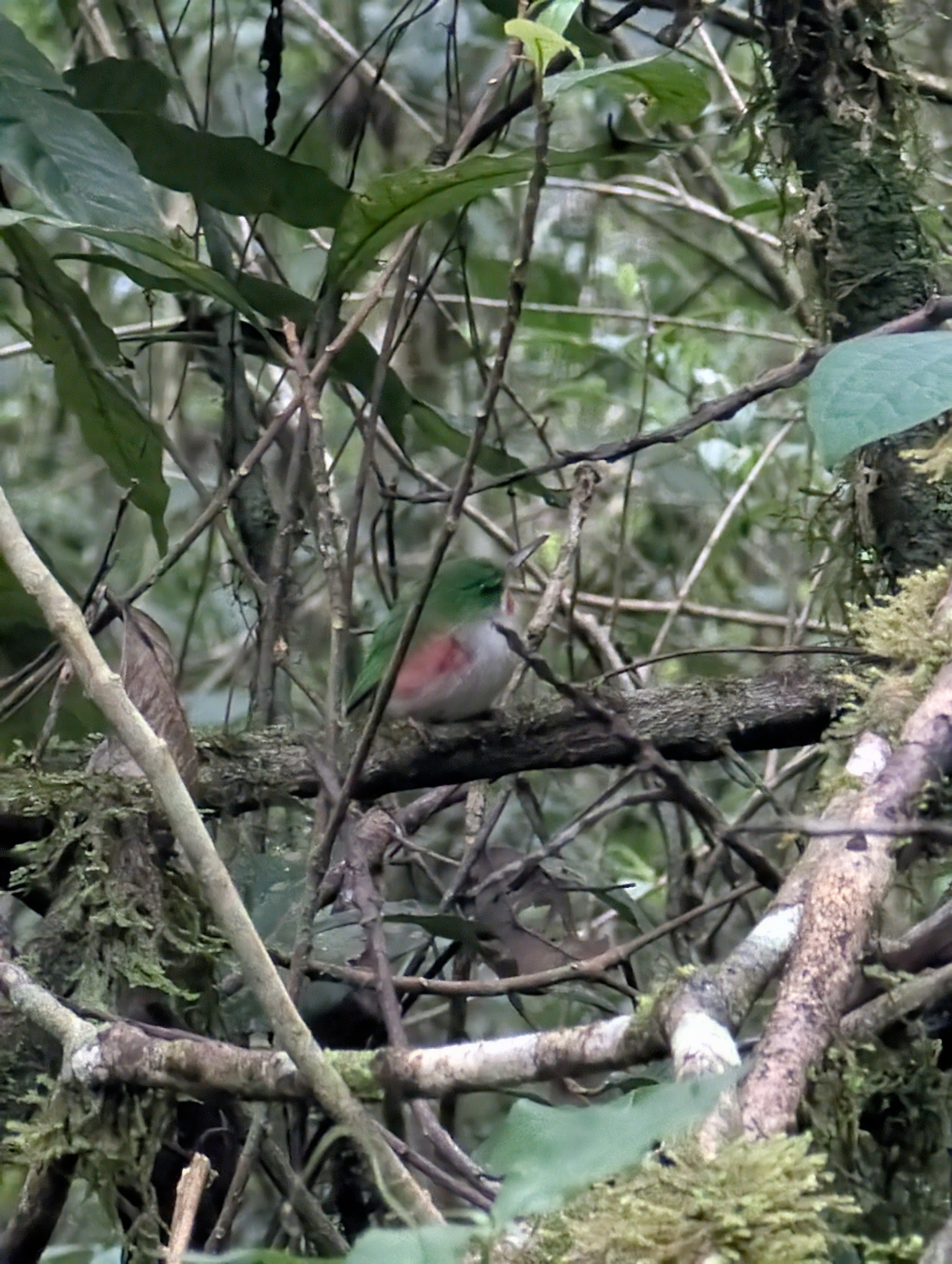 Narrow-billed Tody (Todus angustirostris), photo 4
