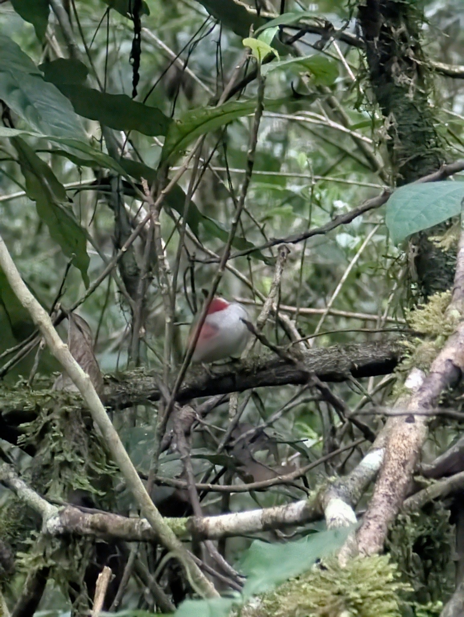 Narrow-billed Tody (Todus angustirostris), photo 5