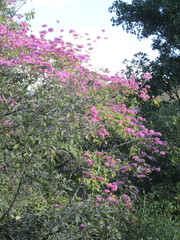 Handroanthus impetiginosus