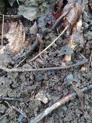 Desmognathus wrighti