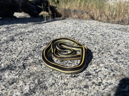 iNaturalist observation photo of Valley Garter Snake