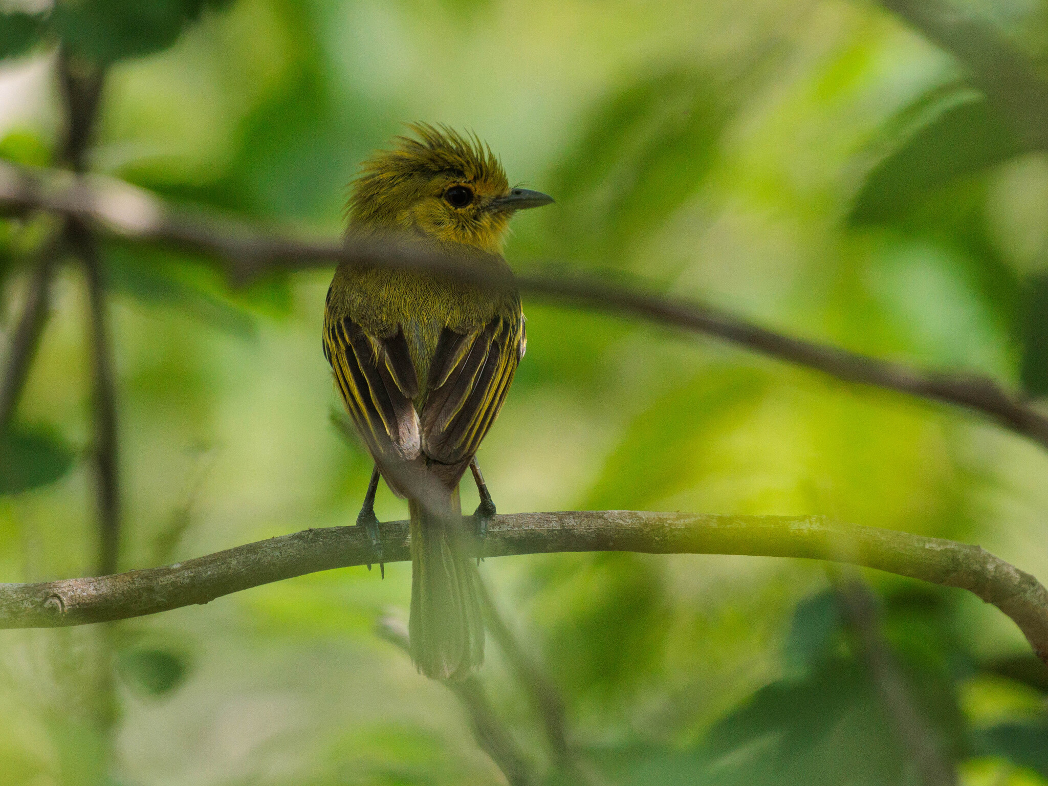 Ochre-lored Flatbill (Tolmomyias flaviventris), photo 6