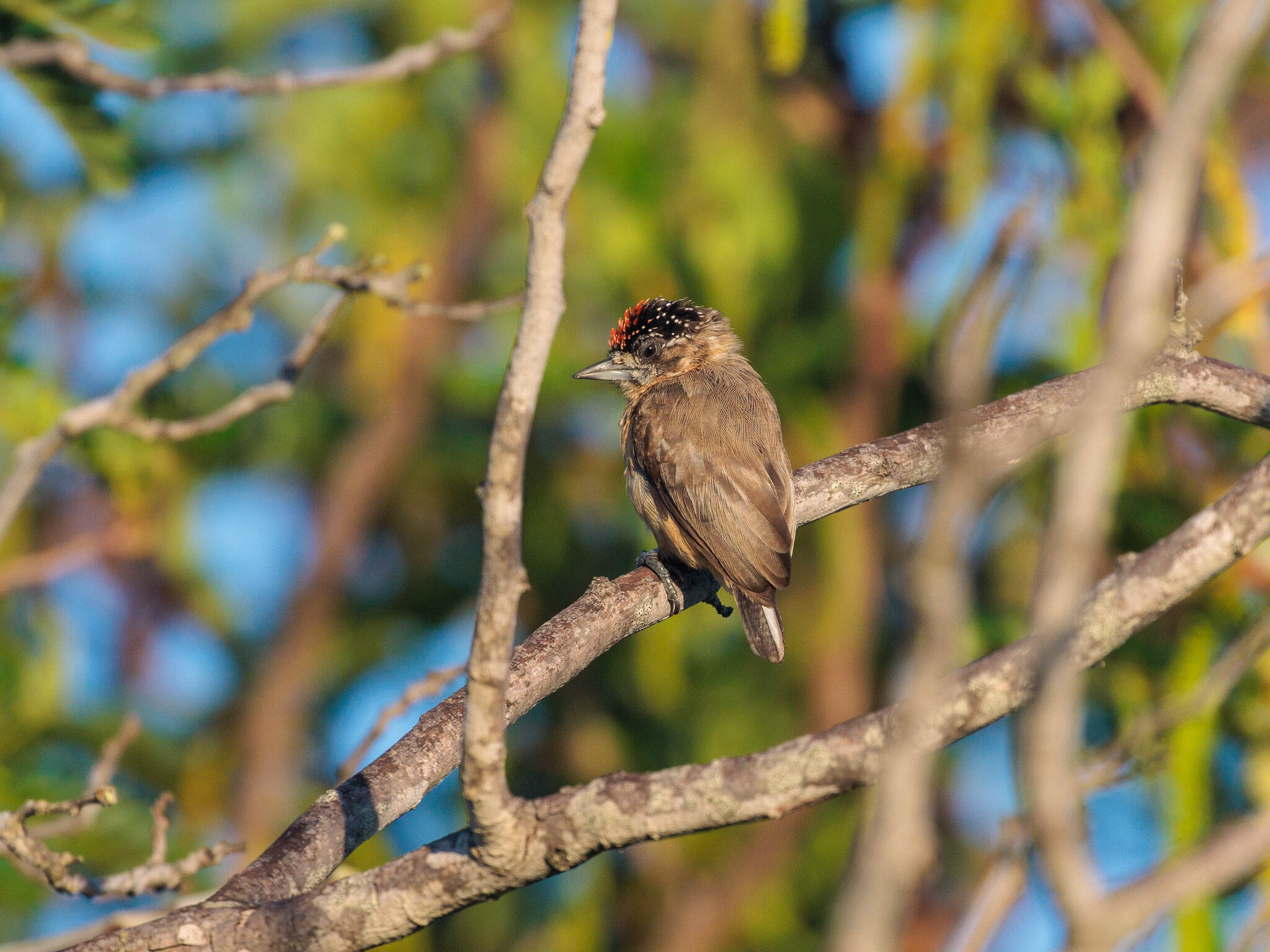 Ochraceous Piculet (Picumnus limae), photo 5