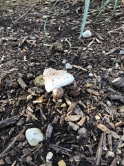 Leucoagaricus americanus