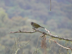 Chlorospingus semifuscus