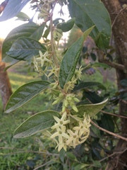 Cestrum strigilatum