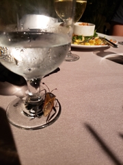 Pachylis neocalifornicus