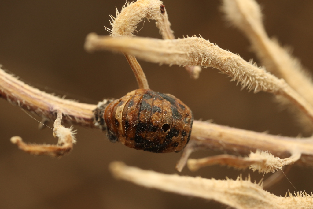 Coccinellidae