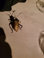 Pachylis neocalifornicus