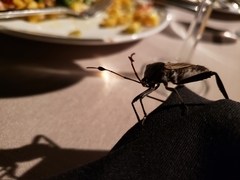 Pachylis neocalifornicus