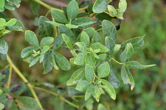 Baptisia alba