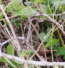 Phasianus colchicus