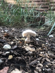 Leucoagaricus americanus