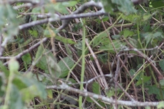 Phasianus colchicus