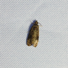 Endothenia
