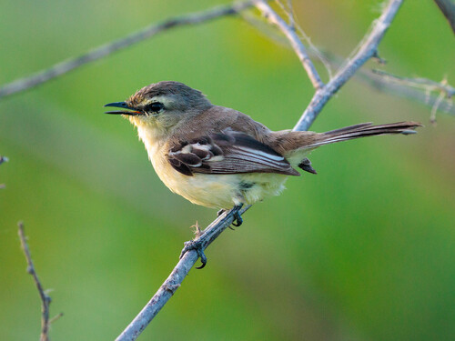 Bahia Wagtail-Tyrant (Stigmatura bahiae), photo 2