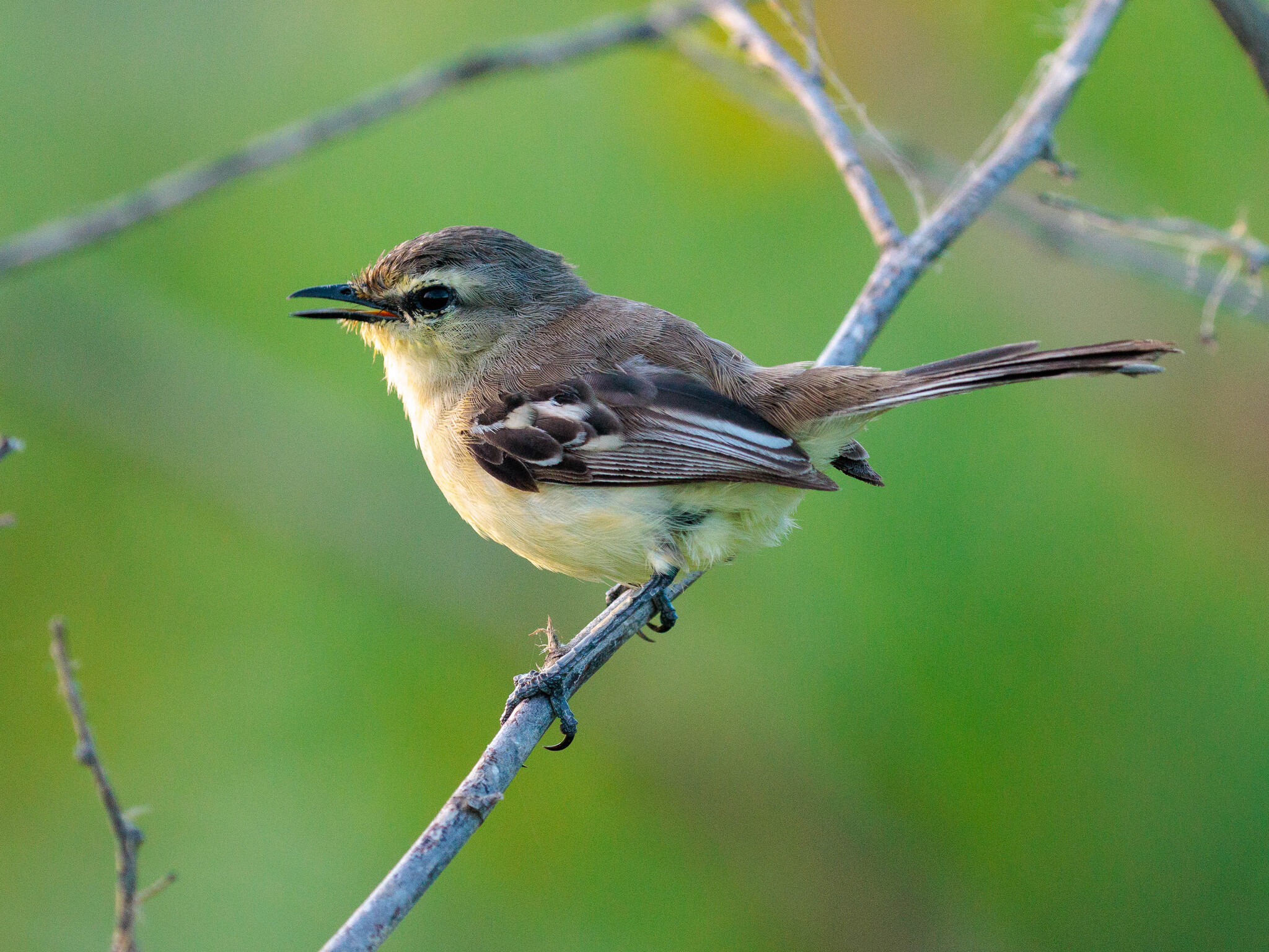 Bahia Wagtail-Tyrant (Stigmatura bahiae), photo 2