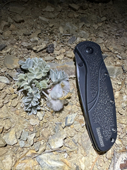 Astragalus newberryi
