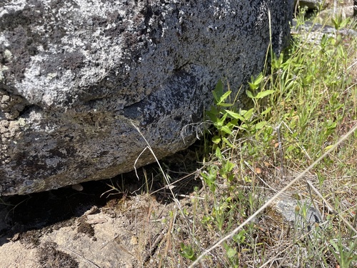 iNaturalist observation photo of Northern Pacific Rattlesnake