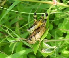 Boopedon flaviventris