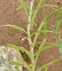 Pseudognaphalium leucocephalum