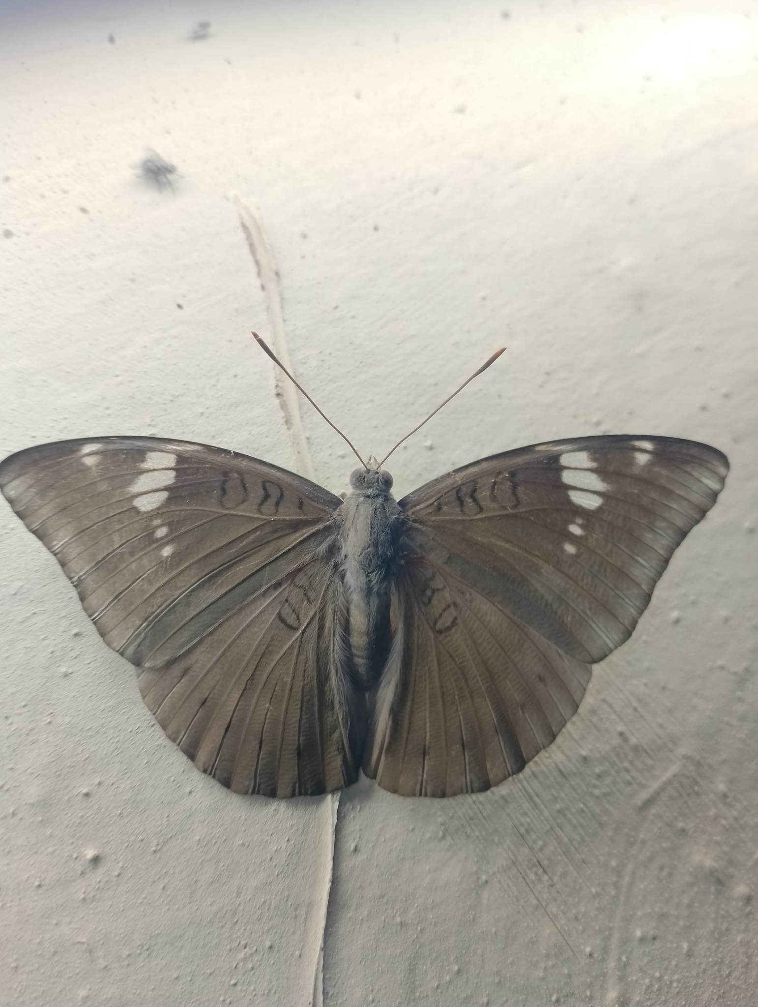 Common Baron