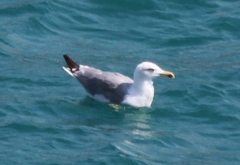 Larus michahellis