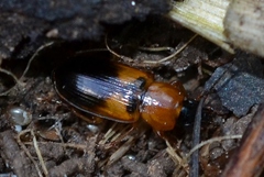 Stenolophus teutonus