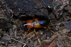 Stenolophus teutonus